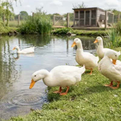 Pekin Duck