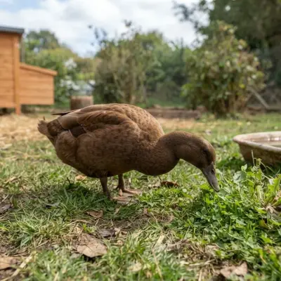 Why Did My Duck Stop Laying Eggs?